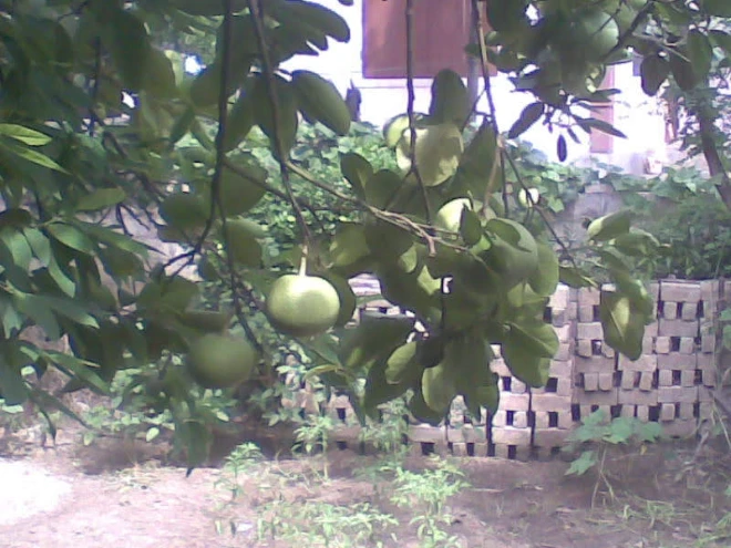 bài viết mở đầu
