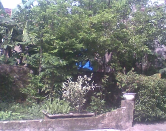 Bài mở đầu